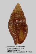 Parvanachis ostreicola